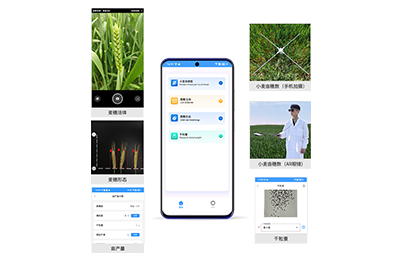 绥化市小麦亩穗数分析仪IN-XM02