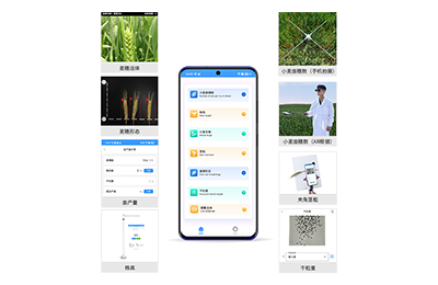 绥化市小麦表型测量仪IN-XM05